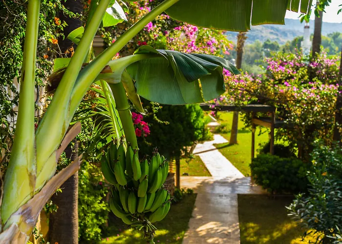 Patara Hotels